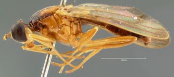 Media type: image;   Entomology 13335 Aspect: habitus lateral view